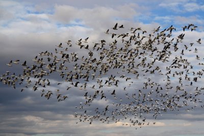 SNOW GEESE FILLING THE SKY