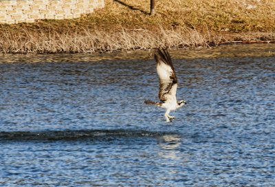 CATCHING DINNER