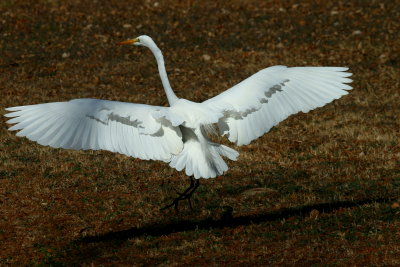 LANDING