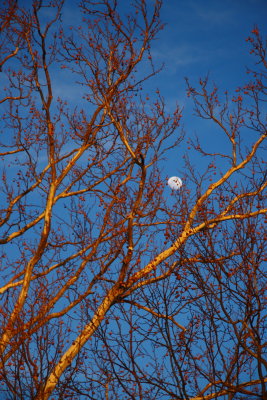 MOON AND TREES AT DUSK