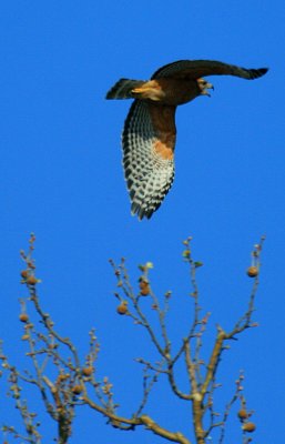 RED SHOULDERED HAWK