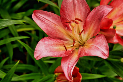 AMARYLLIS