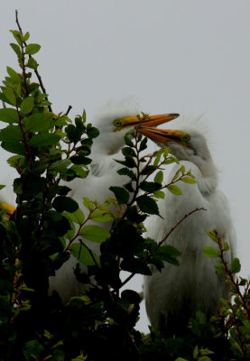 TWO BABY EGRETS ALMOST GROWN UP