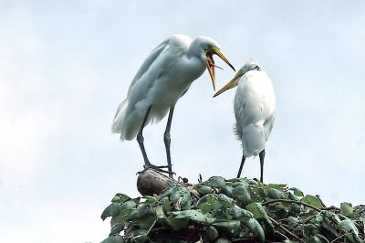 GETTING SCOLDED