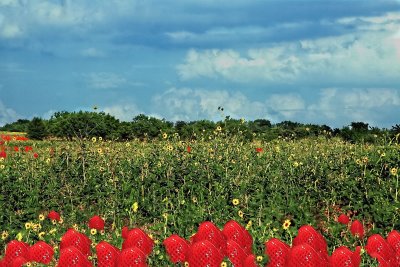 STRAWBERRY FIELDS FOREVER