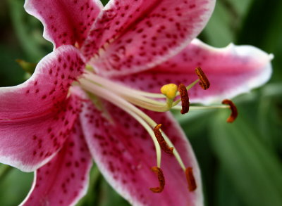 MY SISTER'S STARGAZER