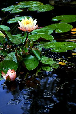 LOTUS BLOSSOMS