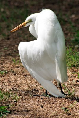 BROKEN WING