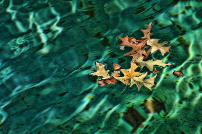 LEAVES IN THE WATER