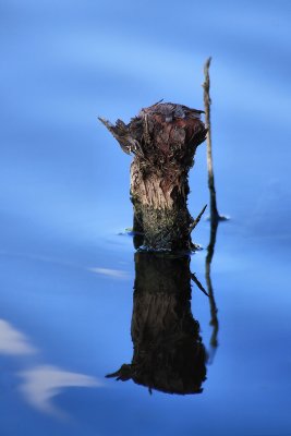 STUMP IN THE POND