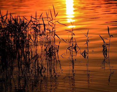 GRASSES IN THE WATER AT THE LAKE