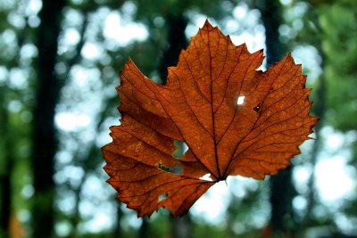 ONE LEAF