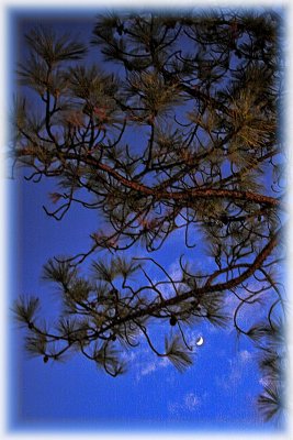 PINE AND MOON - IMAGE 1 - SET3