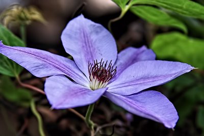 CLEMATIS - IMAGE 2 - SET 4