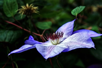 CLEMATIS - IMAGE 4 - SET 4