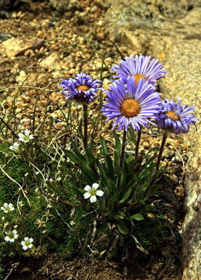 ALPINE WILDFLOWERS