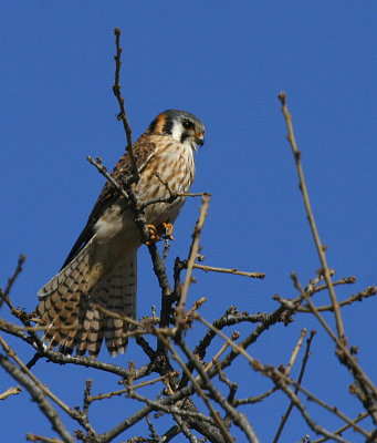 AMERICAN KESTREL