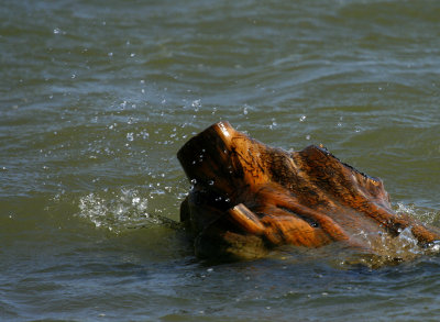 SMALL SPLASH