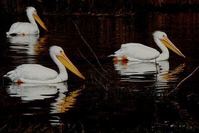 THREE  PELICANS AT DUSK