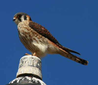 AMERICAN KESTREL