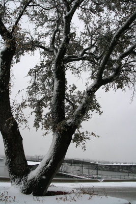SNOWY TREE