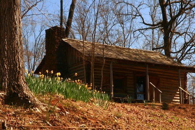 DAFFODILS AND THE CABIN