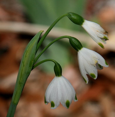 THREE WHITE BLOOMS