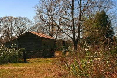 OLD BARN IN EARLY SPRING