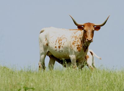 LONGHORN COW AND HER CALF