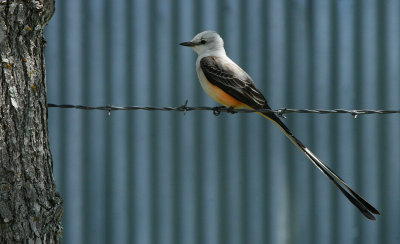 SCISSORTAIL IN THE COUNTRY