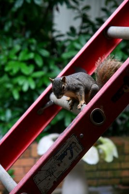 SQUIRREL ON A LADDER