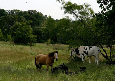 A HORSE AND HIS FRIENDS, THE COWS