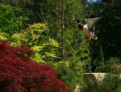 SPRINGTIME MALLARD