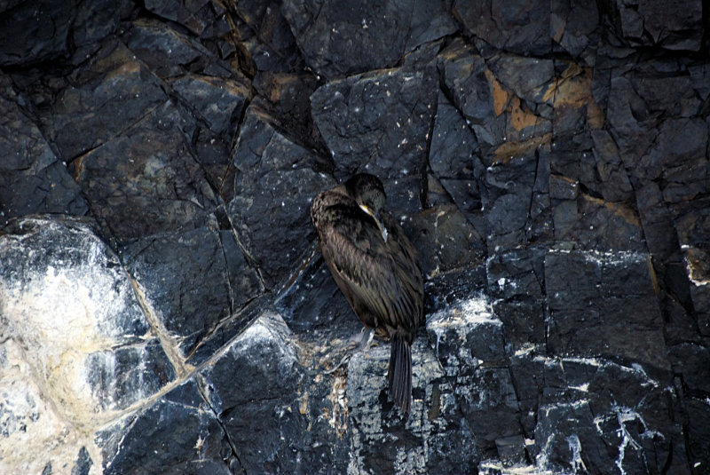 The Cormorant