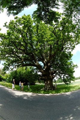The Ambrosius Oak