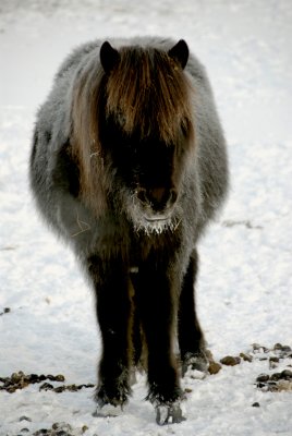 The Icelandic Pony
