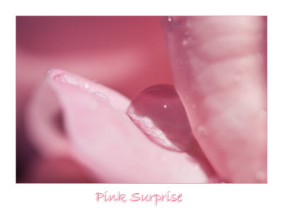 Pink Surprise