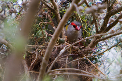 Red Browed Finch guarding the nest.
