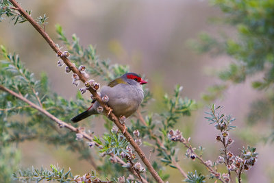 Red  Browed  Finch