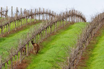 Everybody Loves South Australian Wines...