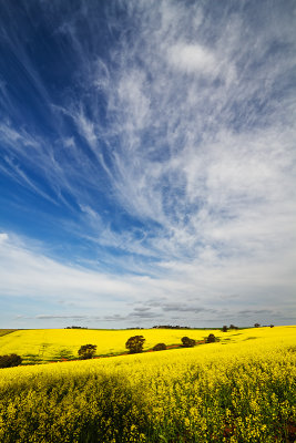 Canola  Fields