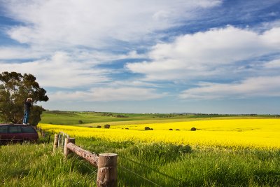 Bill taking canola pano, Concordia