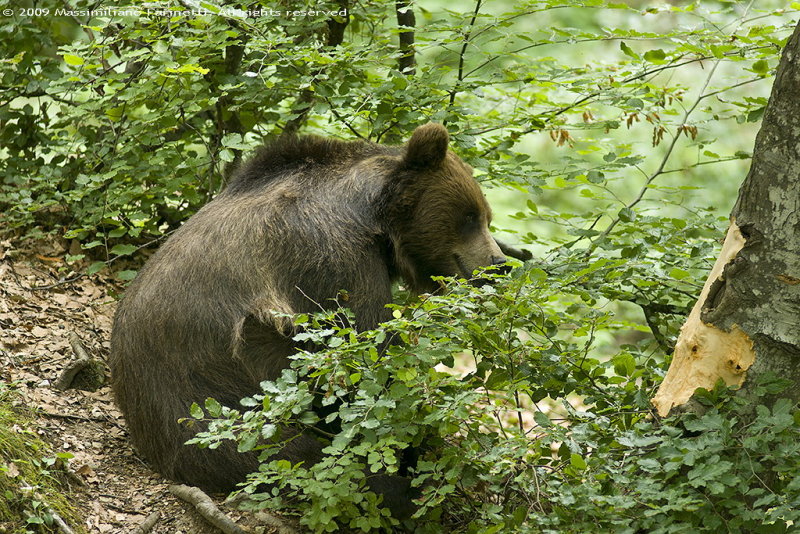 Ursus Arctos