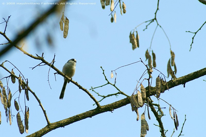 Aegithalos caudatus