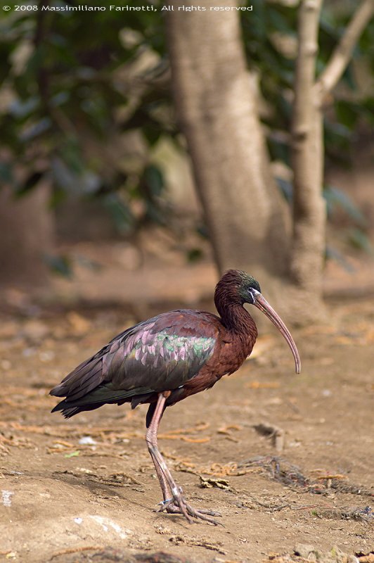 Plegadis Falcinellus