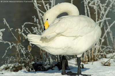 Cygnus cygnus
