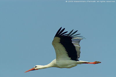 Ciconia ciconia