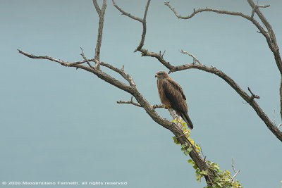 Milvus Migrans