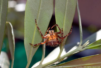 Spider