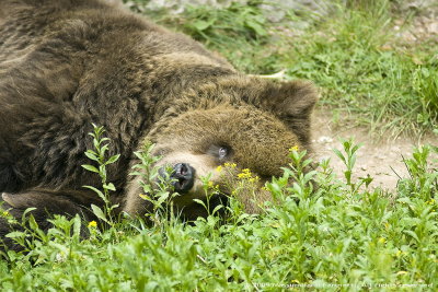 bear